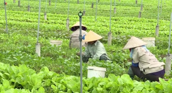 Giải thể dứt điểm các hợp tác xã không còn hoạt động